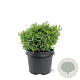 Chamaecyparis o. 'Saffron Spray' 25-30 cm 3,5L