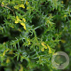 Chamaecyparis o. 'Saffron Spray' 25-30 cm 3,5L