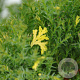 Chamaecyparis o. 'Saffron Spray' 25-30 cm 3,5L