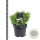 Chamaecyparis o. 'Saffron Spray' 25-30 cm 3,5L