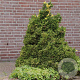 Chamaecyparis o. 'Saffron Spray' 25-30 cm 3,5L