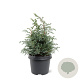 Chamaecyparis p. 'Baby Blue' 25-30 cm 3,5L