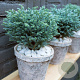Chamaecyparis p. 'Blue Planet' 25-30 cm 3,5L