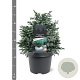 Chamaecyparis p. 'Blue Planet' 25-30 cm 3,5L