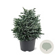 Chamaecyparis p. 'Blue Planet' 25-30 cm 3,5L