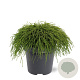 Chamaecyparis p. 'Filifera Nana' 30-40 cm 5,0L