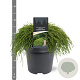 Chamaecyparis p. 'Filifera Nana' 30-40 cm 5,0L