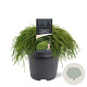 Chamaecyparis p. 'Filifera Nana' 30-40 cm 5,0L