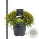 Chamaecyparis p. 'Sungold' 30-40 cm 5,0L