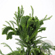 Cryptomeria j. 'Cristata' 40-50 cm 3,0L