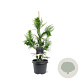 Cryptomeria j. 'Cristata' 40-50 cm 3,0L