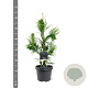 Cryptomeria j. 'Cristata' 40-50 cm 3,0L