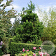 Cryptomeria j. 'Cristata' 40-50 cm 3,0L