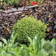 Cryptomeria j. 'Vilmorin Gold' 20-25 cm 3,0L