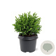 Cryptomeria j. 'Vilmoriniana' 20-25 cm 3,0L
