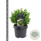 Cryptomeria j. 'Vilmoriniana' 20-25 cm 3,0L