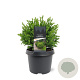 Cryptomeria j. 'Vilmoriniana' 20-25 cm 3,0L