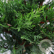 Cupressocyparis leylandii 100-125 cm 4,0L