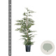 Cupressocyparis leylandii 100-125 cm 4,0L
