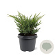 Juniperus chin. 'Blaauw' 20-25 cm 3,0L