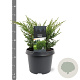 Juniperus chin. 'Blaauw' 20-25 cm 3,0L