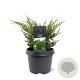 Juniperus chin. 'Blaauw' 20-25 cm 3,0L