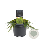 Juniperus comm. 'Lemon Carpet' 25-30 cm 3,5L