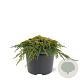 Juniperus comm. 'Lemon Carpet' 25-30 cm 3,5L