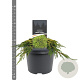 Juniperus comm. 'Lemon Carpet' 25-30 cm 3,5L
