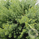 Juniperus d. 'Leningrad' 30-40 cm 3,0L