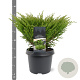Juniperus h. 'Andorra Compact' 30-40 cm 3,0L