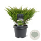 Juniperus h. 'Andorra Compact' 30-40 cm 3,0L