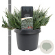 Juniperus h. 'Blue Chip' 25-30 cm 3,5L
