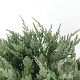 Juniperus h. 'Blue Chip' 25-30 cm 3,5L