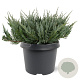 Juniperus h. 'Blue Chip' 25-30 cm 3,5L