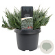 Juniperus h. 'Blue Chip' 25-30 cm 3,5L