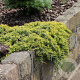 Juniperus h. 'Golden Carpet' 25-30 cm 3,5L