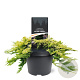 Juniperus h. 'Golden Carpet' 25-30 cm 3,5L
