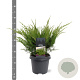 Juniperus media 'Mint Julep' 40-50 cm 5,0L