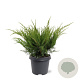 Juniperus media 'Mint Julep' 40-50 cm 5,0L