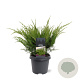 Juniperus media 'Mint Julep' 40-50 cm 5,0L