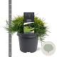 Juniperus media 'Old Gold' 30-40 cm 5,0L