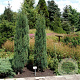 Juniperus s. 'Blue Arrow' 50-60 cm 3,0L