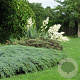 Juniperus squamata 'Blue Carpet' 30-40 cm 3,0L