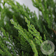 Juniperus sabina 'Tamariscifolia' 25-30 cm 3,5L