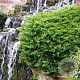 Juniperus sabina 'Tamariscifolia' 25-30 cm 3,5L