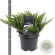 Juniperus sabina 'Tamariscifolia' 25-30 cm 3,5L