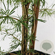 Larix decidua 80-100 cm 5,0L
