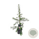 Larix decidua 80-100 cm 5,0L