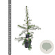 Larix decidua 80-100 cm 5,0L